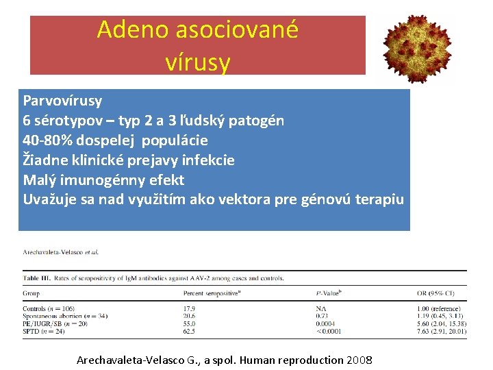 Adeno asociované vírusy Parvovírusy 6 sérotypov – typ 2 a 3 ľudský patogén 40