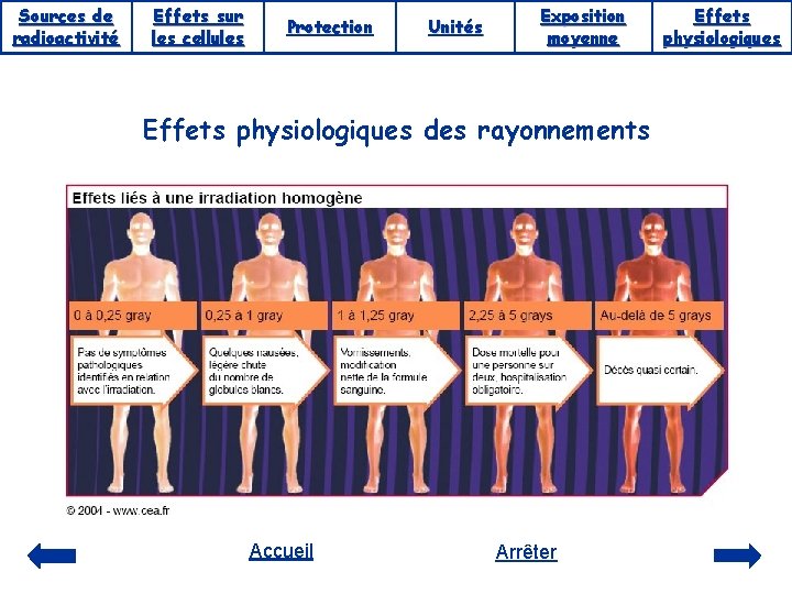 Sources de radioactivité Effets sur les cellules Protection Unités Exposition moyenne Effets physiologiques des