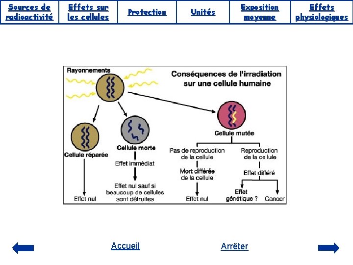 Sources de radioactivité Effets sur les cellules Protection Accueil Unités Exposition moyenne Arrêter Effets