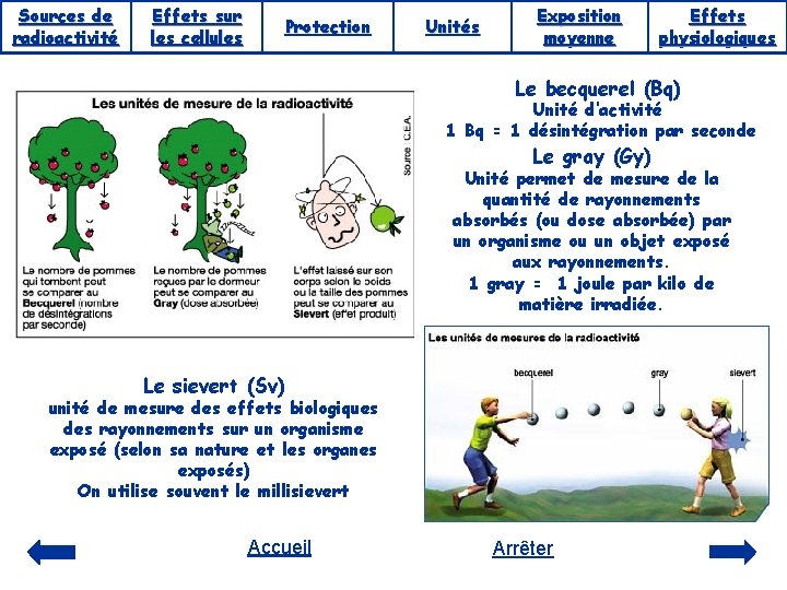 Sources de radioactivité Effets sur les cellules Protection Unités Exposition moyenne Effets physiologiques Le