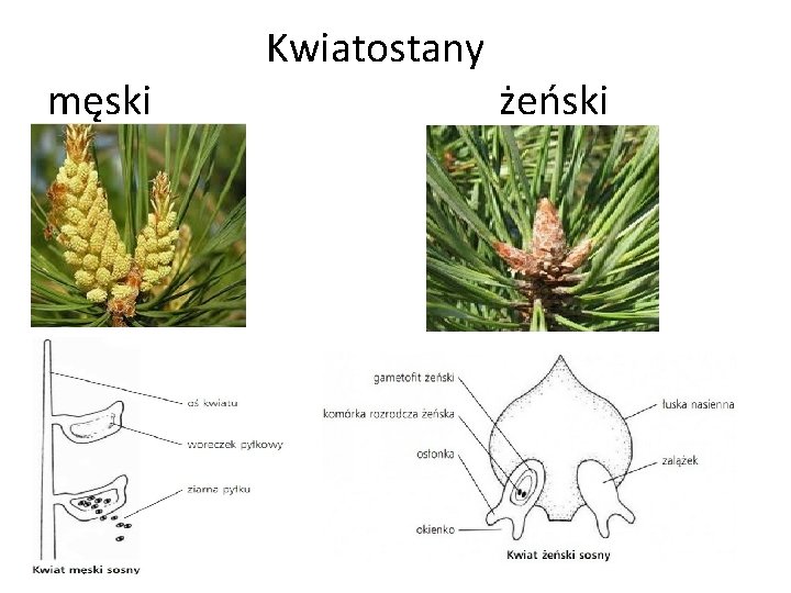  Kwiatostany męski żeński 