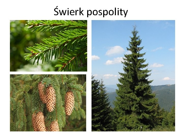 Świerk pospolity 