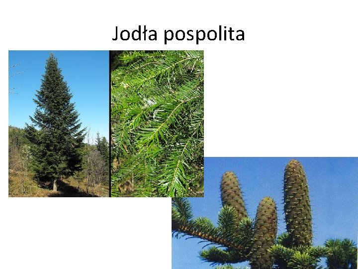 Jodła pospolita Jodła pospolita