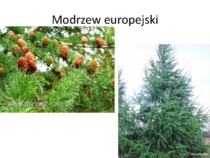 Modrzew europejski Modrzew europejski