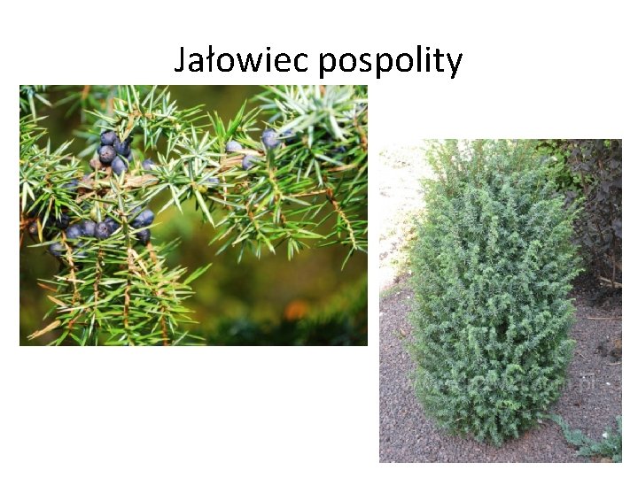 Jałowiec pospolity Jałowiec pospolity