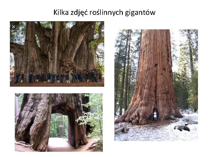 Kilka zdjęć roślinnych gigantów Kilka zdjęć roślinnych gigantów