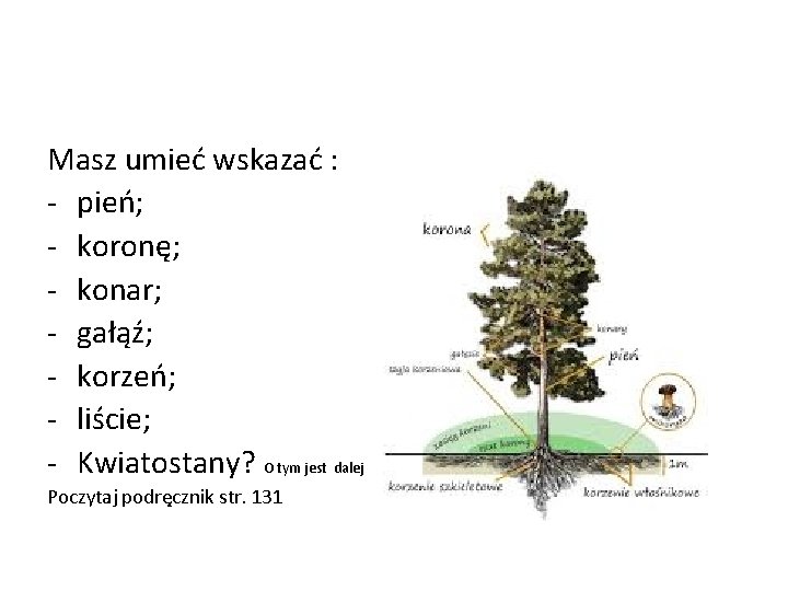 Masz umieć wskazać : - pień; - koronę; - konar; - gałąź; - korzeń;