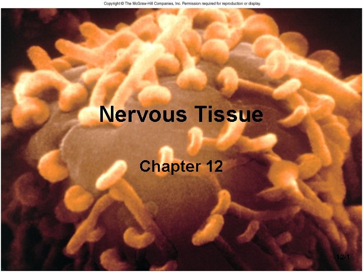 Nervous Tissue Chapter 12 12 -1 