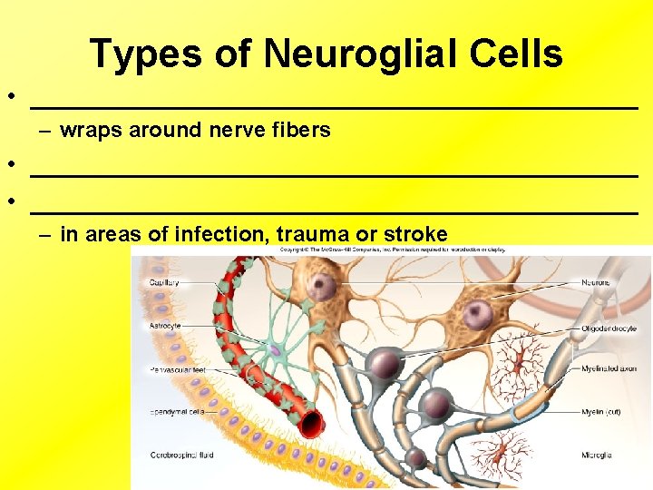 Types of Neuroglial Cells • ______________________ – wraps around nerve fibers • ___________________________________________ –