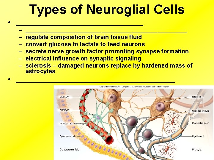 Types of Neuroglial Cells • ________________ – – – _________________________ regulate composition of brain
