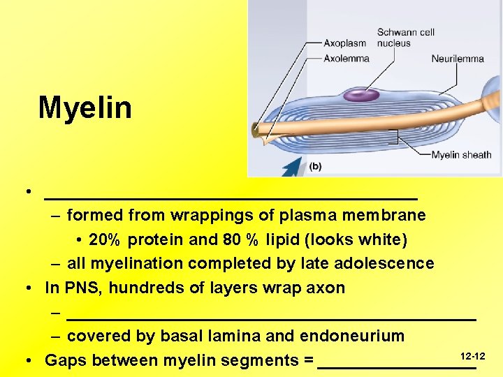 Myelin • ____________________ – formed from wrappings of plasma membrane • 20% protein and