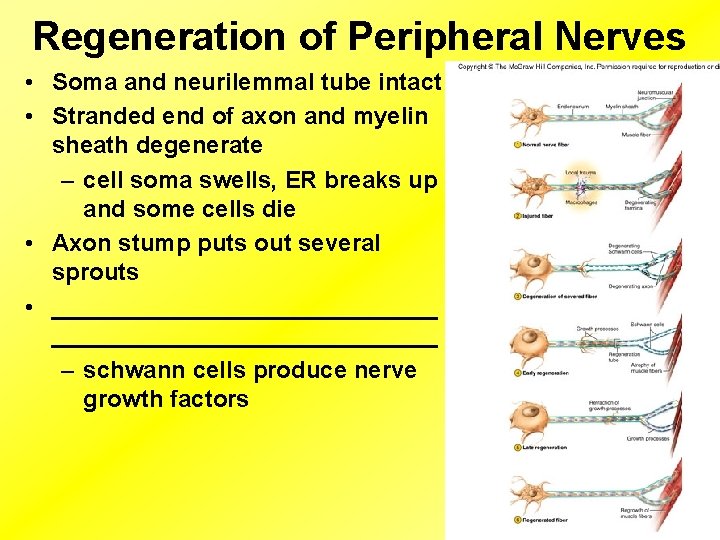 Regeneration of Peripheral Nerves • Soma and neurilemmal tube intact • Stranded end of