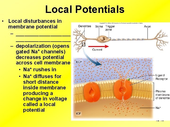 Local Potentials • Local disturbances in membrane potential – ___________________ – depolarization (opens gated