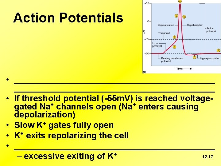 Action Potentials • __________________________________________ • If threshold potential (-55 m. V) is reached voltagegated