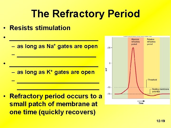 The Refractory Period • Resists stimulation • ____________ – as long as Na+ gates