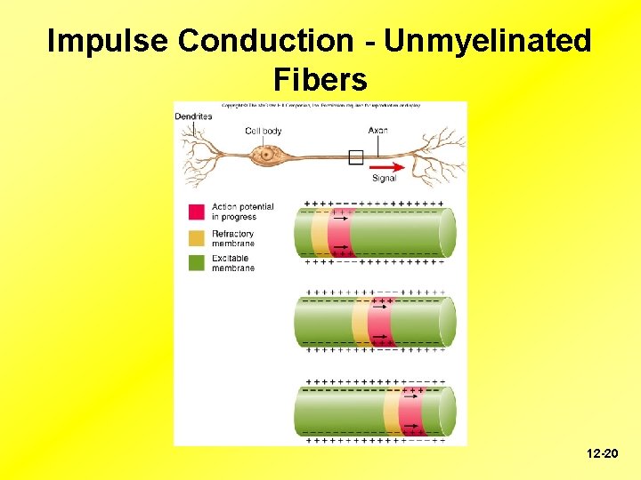 Impulse Conduction - Unmyelinated Fibers 12 -20 