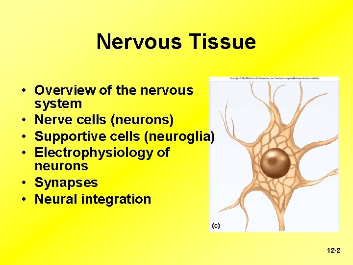 Nervous Tissue • Overview of the nervous system • Nerve cells (neurons) • Supportive