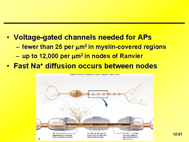 ________________ • Voltage-gated channels needed for APs – fewer than 25 per m 2