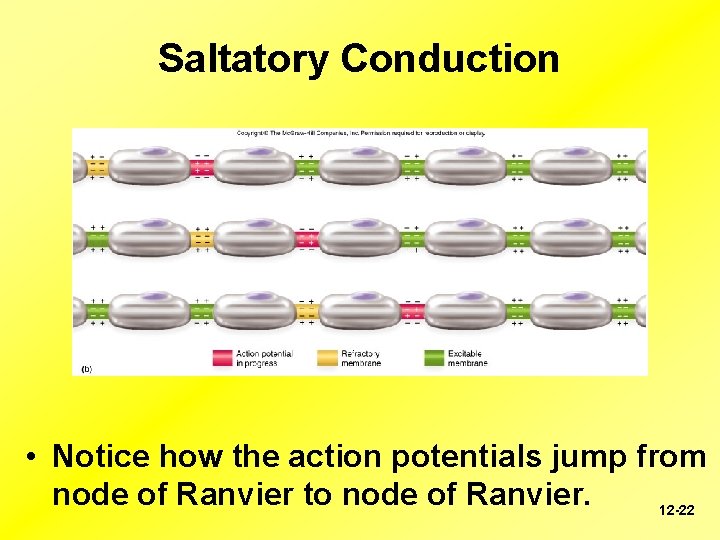 Saltatory Conduction • Notice how the action potentials jump from node of Ranvier to