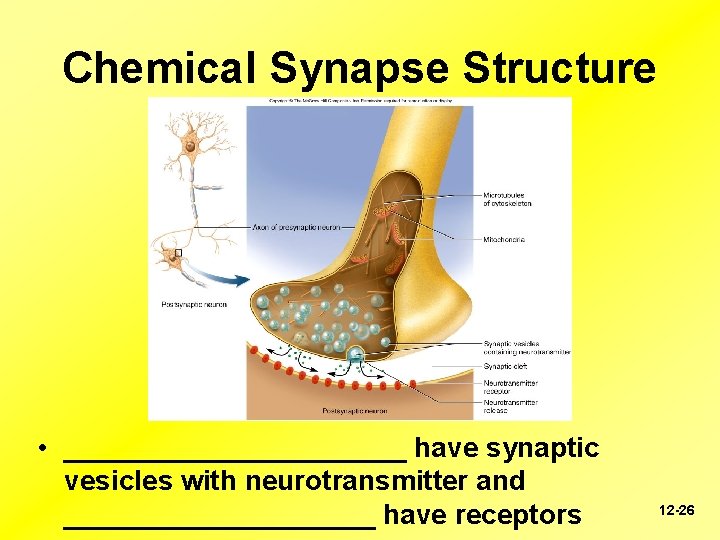 Chemical Synapse Structure • ___________ have synaptic vesicles with neurotransmitter and __________ have receptors