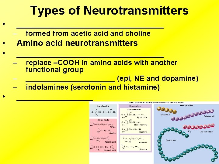 Types of Neurotransmitters • ________________ – • • Amino acid neurotransmitters ________________ – –