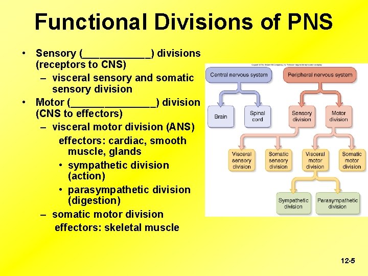 Functional Divisions of PNS • Sensory (______) divisions (receptors to CNS) – visceral sensory