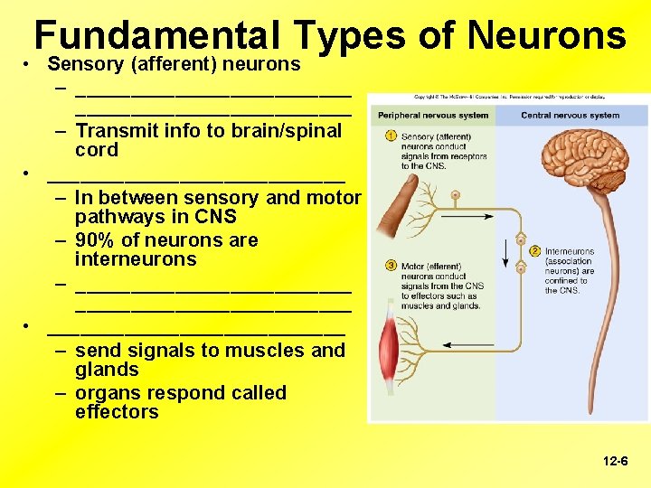 Fundamental Types of Neurons • Sensory (afferent) neurons – _________________________ – Transmit info to