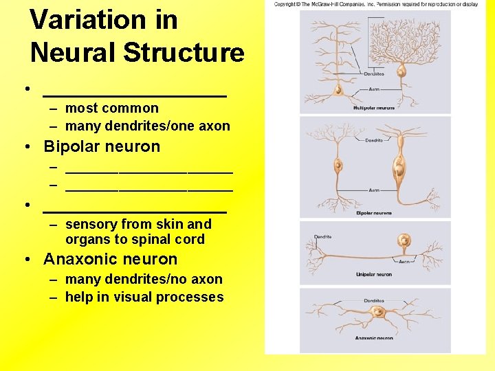 Variation in Neural Structure • __________ – most common – many dendrites/one axon •