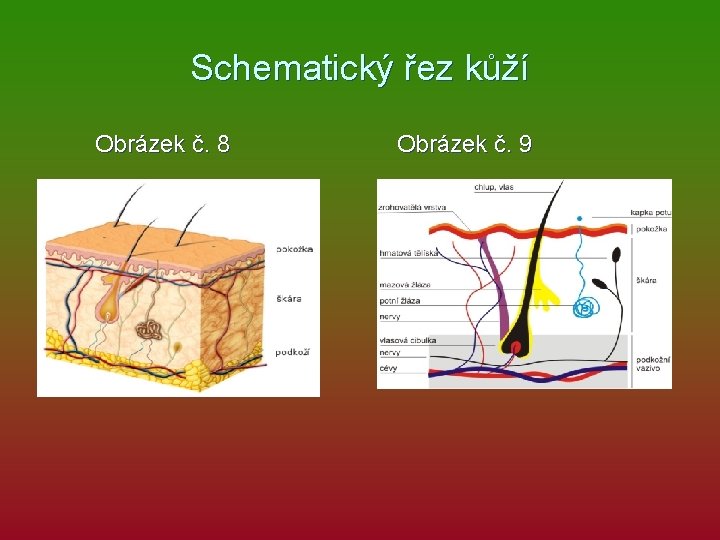 Schematický řez kůží Obrázek č. 8 Obrázek č. 9 