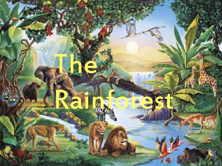 The Rainforest 