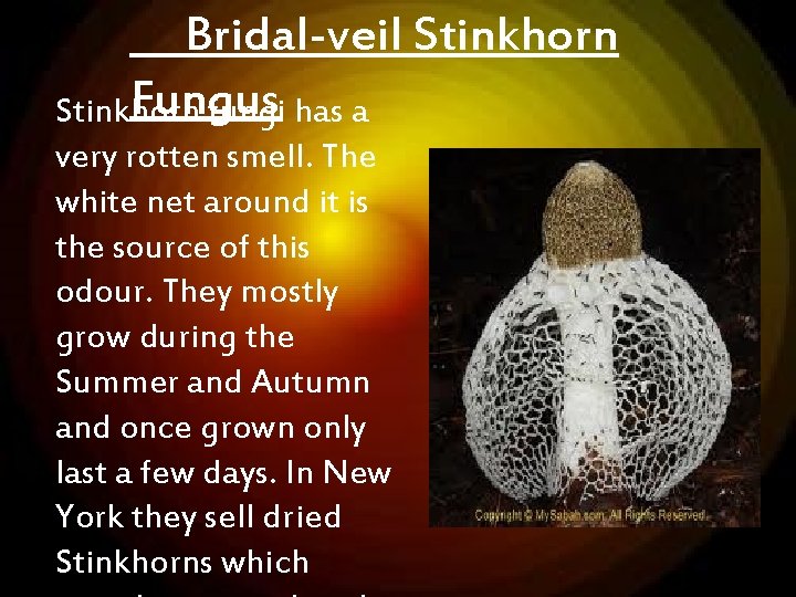 Bridal-veil Stinkhorn Fungus Stinkhorn fungi has a very rotten smell. The white net around Bridal-veil Stinkhorn Fungus Stinkhorn fungi has a very rotten smell. The white net around