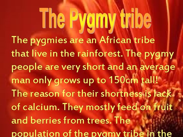 The pygmies are an African tribe that live in the rainforest. The pygmy people