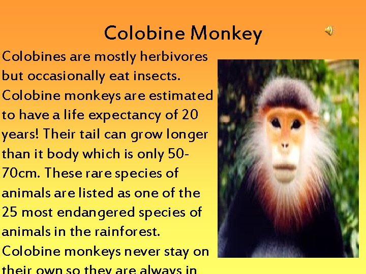 Colobine Monkey Colobines are mostly herbivores but occasionally eat insects. Colobine monkeys are estimated