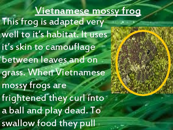 Vietnamese mossy frog This frog is adapted very well to it’s habitat. It uses
