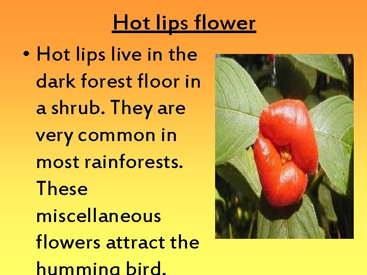 Hot lips flower • Hot lips live in the dark forest floor in a