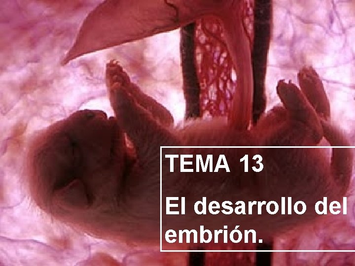 TEMA 13 El desarrollo del embrión. 