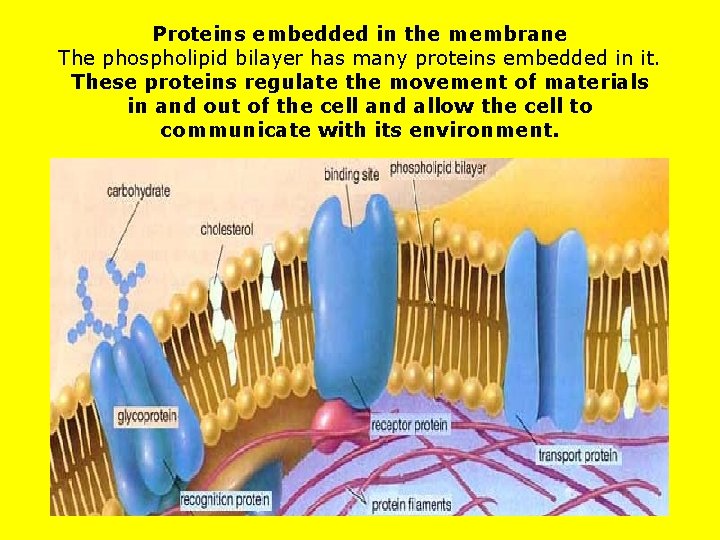 Proteins embedded in the membrane The phospholipid bilayer has many proteins embedded in it.