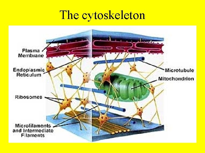 The cytoskeleton 
