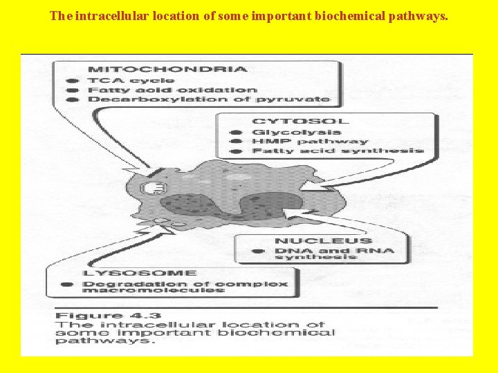 The intracellular location of some important biochemical pathways. 