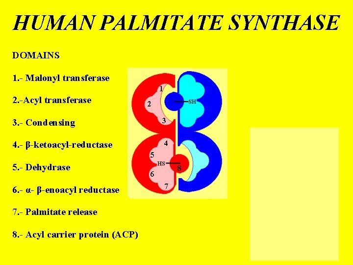 HUMAN PALMITATE SYNTHASE DOMAINS 1. - Malonyl transferase 1 2. -Acyl transferase 2 3.