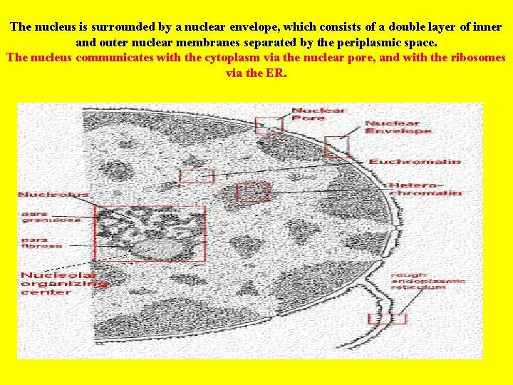 The nucleus is surrounded by a nuclear envelope, which consists of a double layer