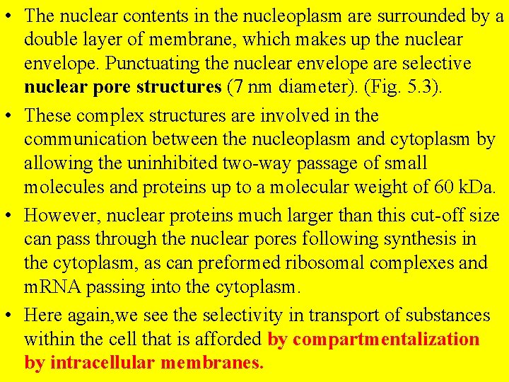  • The nuclear contents in the nucleoplasm are surrounded by a double layer