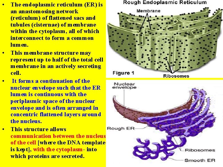  • The endoplasmic reticulum (ER) is an anastomosing network (reticulum) of flattened sacs