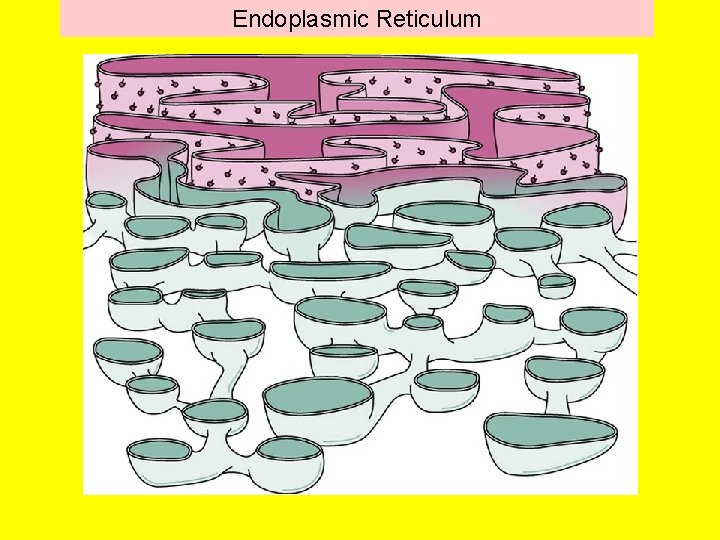 Endoplasmic Reticulum 