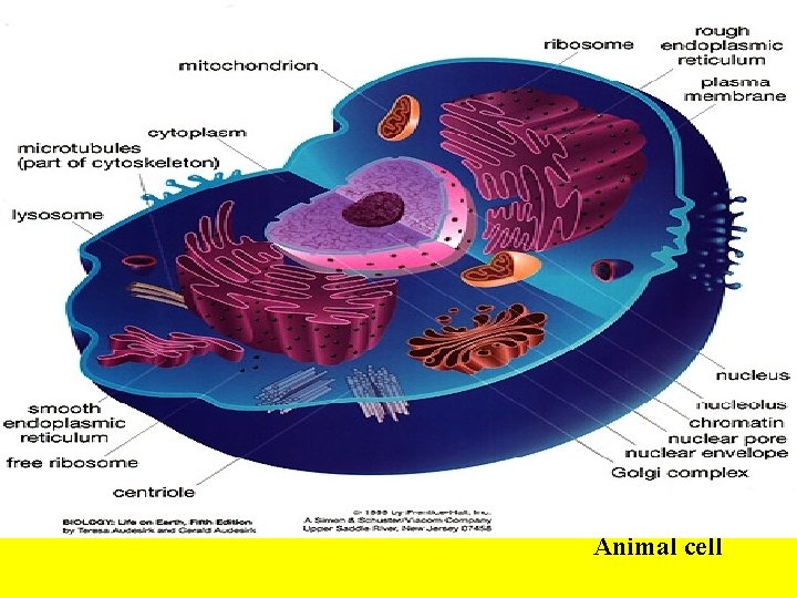  Animal cell 