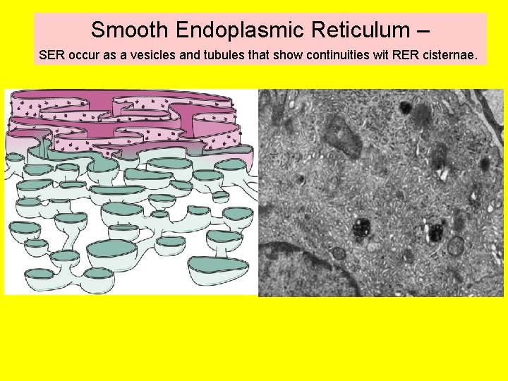 Smooth Endoplasmic Reticulum – SER occur as a vesicles and tubules that show continuities