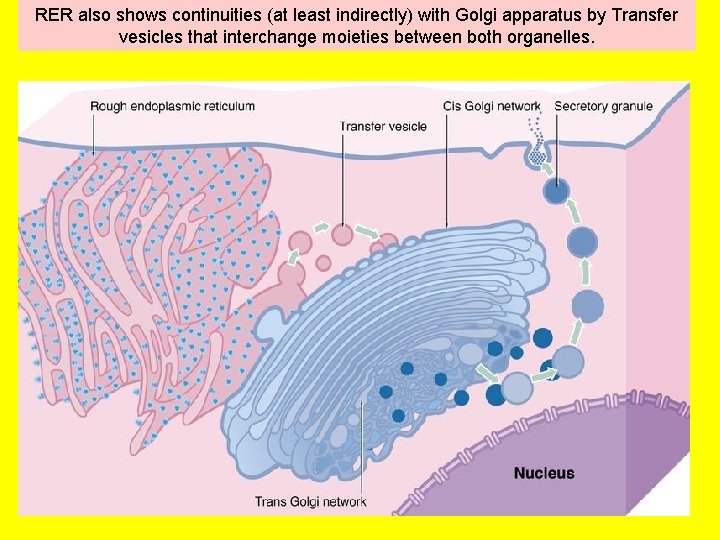 RER also shows continuities (at least indirectly) with Golgi apparatus by Transfer vesicles that