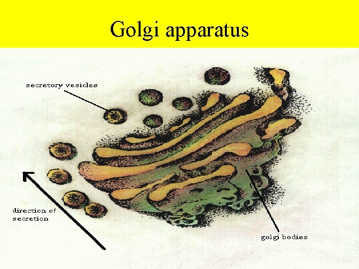 Golgi apparatus • 