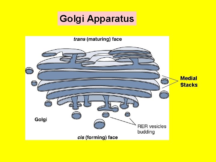 Golgi Apparatus Medial Stacks 