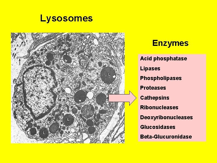 Lysosomes Enzymes Acid phosphatase Lipases Phospholipases Proteases Cathepsins Ribonucleases Deoxyribonucleases Glucosidases Beta-Glucuronidase 